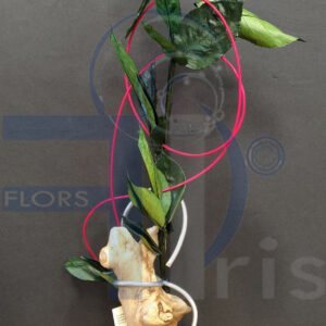 Elegancia Eterna: Rosa Preservada Rainbow con Base de Tronco Natural
